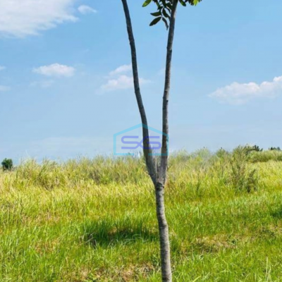 Dijual Tanah di Ciampel Karawang Luas Tanah 35000 m²