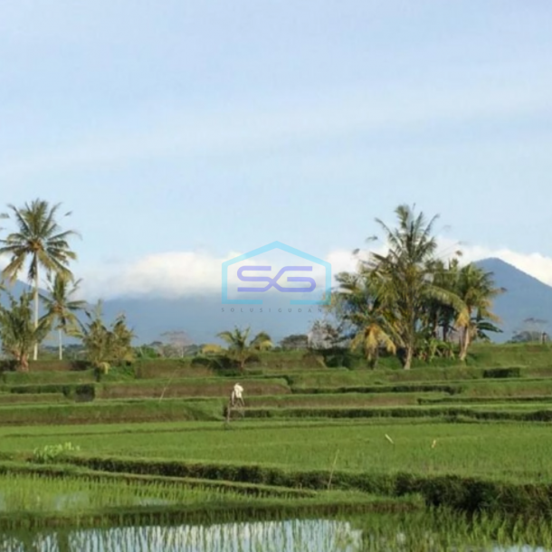 Dijual Tanah Rice Terace Ubud 4ha Cocok Untuk Hotel Dan Resort Di Gianyar-2