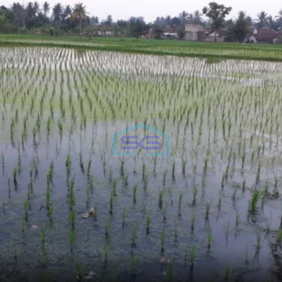 Dijual Tanah Sawah Strategis Cianjur Luas Tanah  9875 m²
