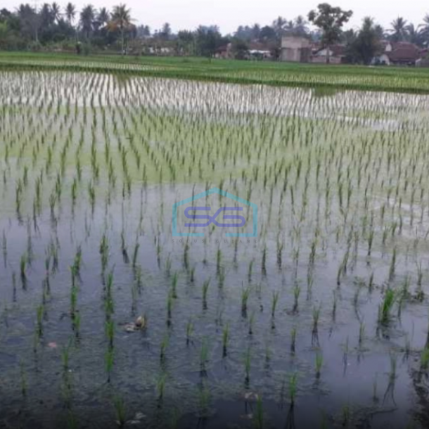 Dijual Tanah Sawah Strategis Cianjur Luas Tanah  9875 m²-1