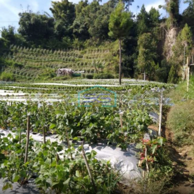 Dijual Tanah Strategis di Maribaya Lembang Luas Tanah  100000 m²