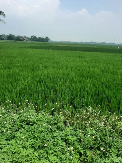 KAVLING DIJUAL DAERAH CIKANDE