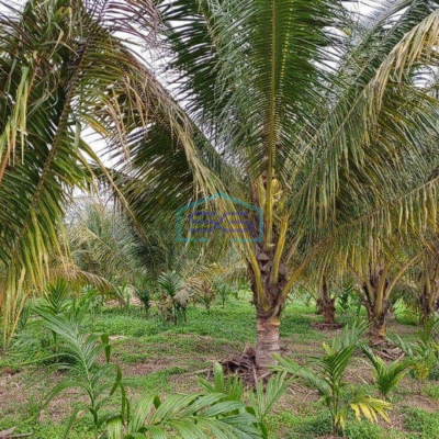 Dijual cepat Tanah 1,6 Hektar di Mendalo Darat, Muaro Jambi LT 162000m2-2