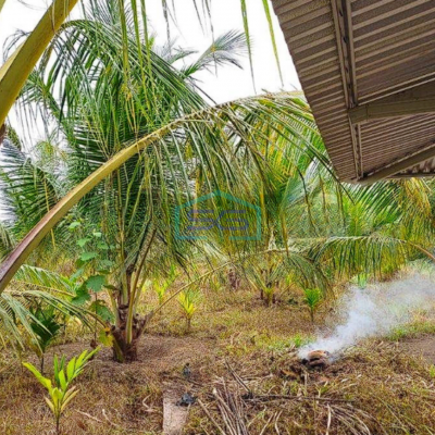 Dijual cepat Tanah 1,6 Hektar di Mendalo Darat, Muaro Jambi LT 162000m2