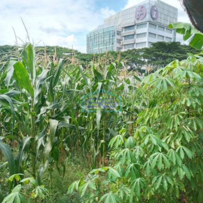 Dijual Tanah di Ciater Buaran BSD City Tangerang LT 6000m2 Lokasi Strategis Pinggir Jalan Raya