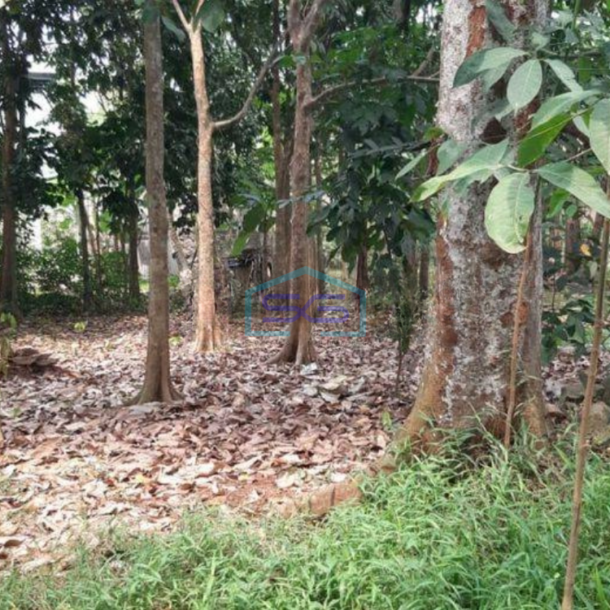 Dijual Tanah di Pengasinan Gunung sindur Bogor Dipinggir jalan Raya LT 3000m2-3