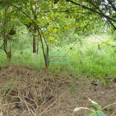 Dijual Tanah di Desa Bantar Panjang Cileles Tigaraksa Tangerang Luas 1,4 Hektar