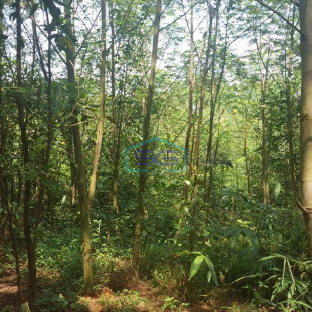 Dijual Tanah Dengan Lokasi Strategis Daerah Tenjo Bogor LT 12050m2 di Pinggir Jalan Raya-2