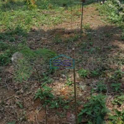 Dijual Tanah Dengan Lokasi Strategis Daerah Tenjo Bogor LT 12050m2 di Pinggir Jalan Raya