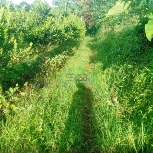 Dijual Tanah Subur Lahan Kuning Siap Bangun di Bumiaji Batu Malang LT 2500m2-2