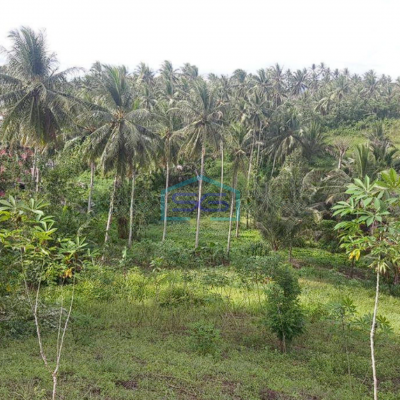 Dijual Tanah 2,5 H Di Dekat Pusat Kota Manado