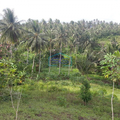 Dijual Tanah Luas 41~75 Hektar Di Likupang Minahasa Utara