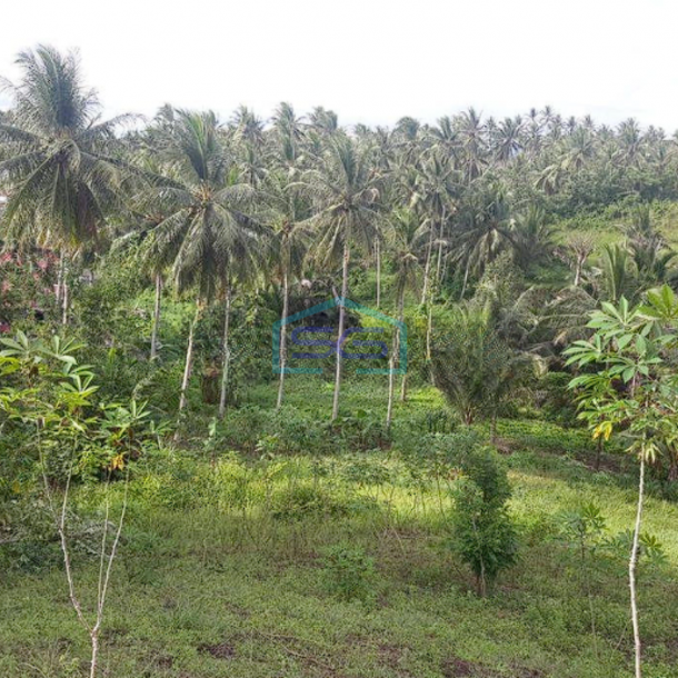 Dijual Tanah Luas 41~75 Hektar Di Likupang Minahasa Utara-1