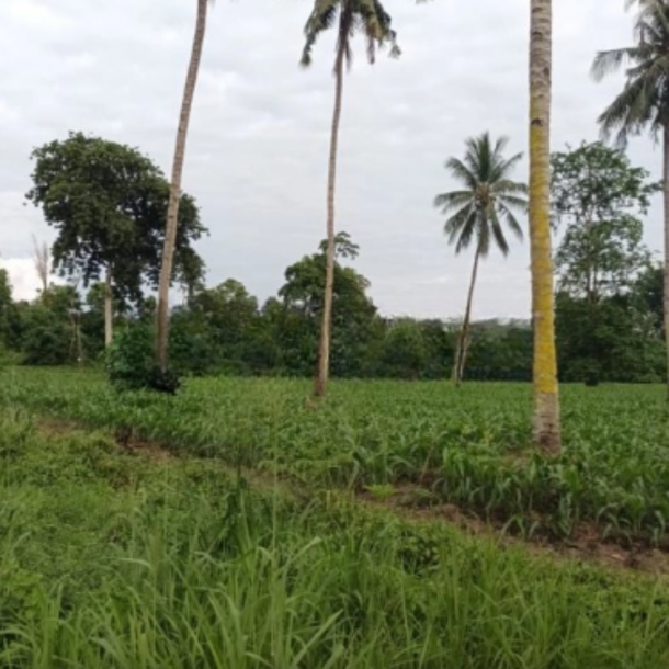 Dijual Tanah Di Tanjung Merah Bitung Kawasan Industri Dan Gudang Bitung Selatan, Bitung Luas Tanah 10000 m²-2