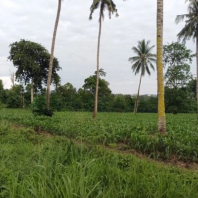 Dijual Tanah 2~6 H Di Jl Girian Kema Bitung Kawasan Industri Bitung Selatan, Bitung Luas Tanah (PxL)  20000 m²