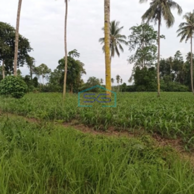 Dijual Tanah 10~50 H Di Kota Bitung Kawasan Ekonomi Khusus Matuari, Bitung Sulawesi Utara Luas Tanah 100000 m²