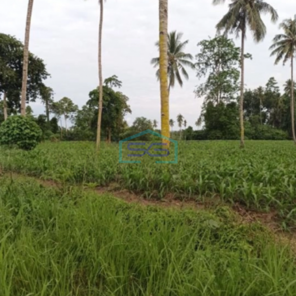 Dijual Tanah 10~50 H Di Kota Bitung Kawasan Ekonomi Khusus Matuari, Bitung Sulawesi Utara Luas Tanah 100000 m²-3