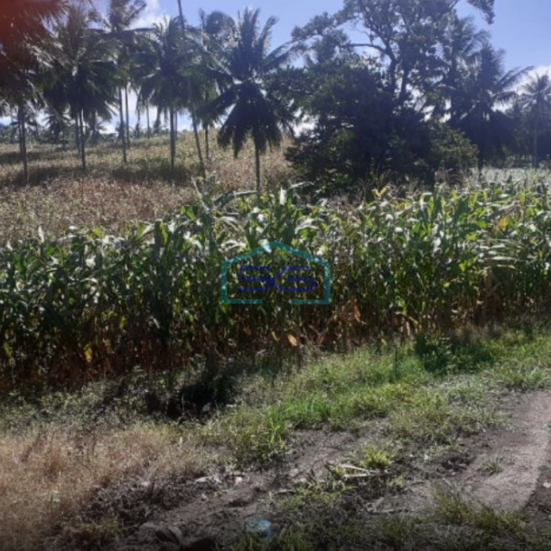 Dijual Tanah di Belakang Pabrik Coca Cola Kauditan Pas For Pabrik Kauditan, Minahasa Utara Luas Tanah 35000m2-1