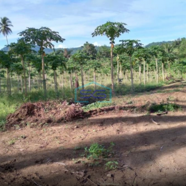 Dijual Tanah 16hektar Di Wusa Dekat Bandara Samrat Minahasa Utara Luas Tanah (PxL)  160000 m²-3