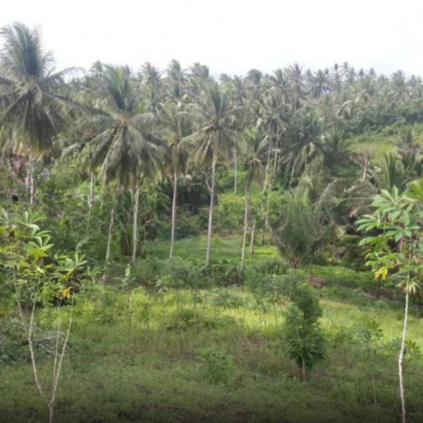 Dijual Tanah Di Samping Hotel Ndc Molas Di Tuminting, Manado Luas Tanah (PxL)  50000 m²-3