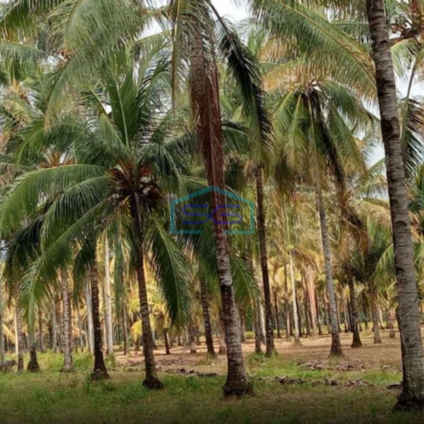 Dijual Tanah Di Samping Hotel Ndc Molas Di Tuminting, Manado Luas Tanah (PxL)  50000 m²-2