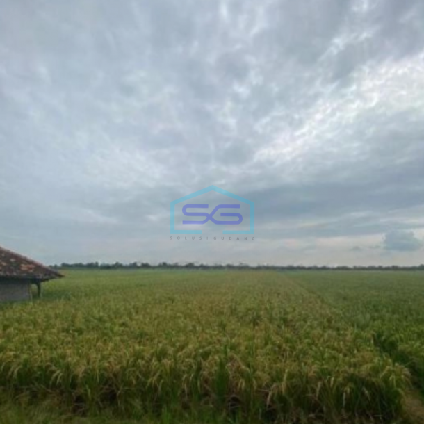 Dijual Tanah Kertajati Desa Kertasari Blok Karet Luas Tanah 4622m2-2