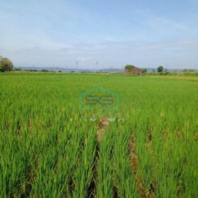 Dijual Tanah Luas 4454m2 SHM Nol Jalan di Karangwareng Cirebon