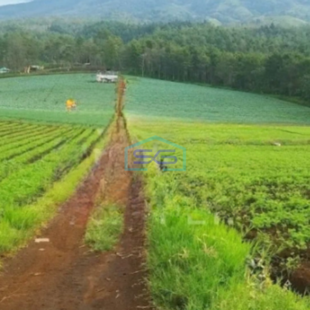 Dijual Tanah Strategis Luas 14,75 Ha di Bukit Jengkoang Bumiaji Batu Jawa Timur-1