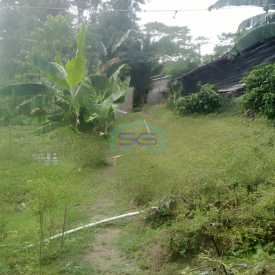 Disewakan Tanah Luas Tanah 1600m2 SHM di Citeureup Bogor