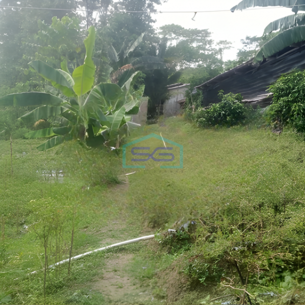 Disewakan Tanah Luas Tanah 1600m2 SHM di Citeureup Bogor-3