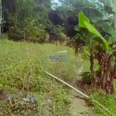 Disewakan Tanah Luas Tanah 1600m2 SHM di Citeureup Bogor