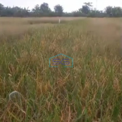 Dijual Tanah Luas Tanah 3000m2 SHM Winongan Pasuruan Jawa Timur