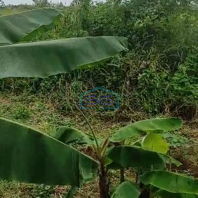 Dijual Cepat Tanah Lahan Industri Luas 2,5 Ha Di Pasar Kemis Tangerang