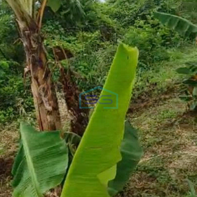 Dijual Cepat Tanah Lahan Industri Luas 2,5 Ha Di Pasar Kemis Tangerang