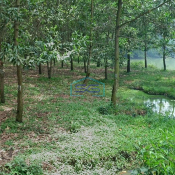 Dijual Tanah Strategis Untuk Industri Luas 12 Hektar Di Rangkasbitung Lebak Banten-1