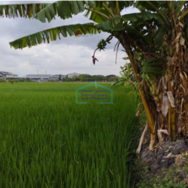 Dijual Tanah Industri Di Bambe Driyorejo Gresik Jawa Timur Luas Tanah 5030 m²-2