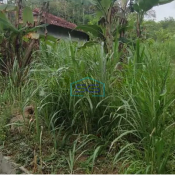 Dijual Tanah Pekarangan Di Giripeni, Wates, Kulon Progo Luas Tanah 7431 m²-2