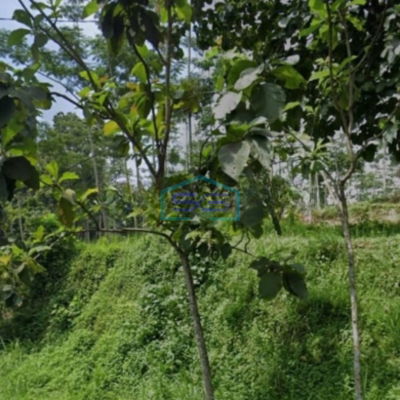 Dijual Lahan Tanah Lokasi Dayurejo Pandaan Pasuruan Jawa Timur Luas 2800m2