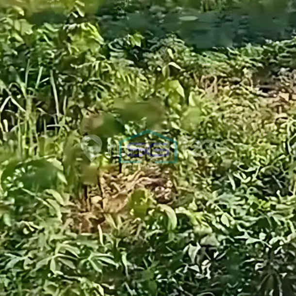 Dijual Tanah Pinggir Jalan!! di Gunung Sindur Bogor LT 5000m2-1
