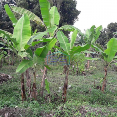 Dijual Tanah Kebun Murah di Desa Ciseutik Dekat Tugu Cagak Subang LT 3110m2