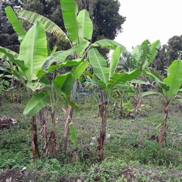 Dijual Tanah Murah di Desa Ciseutik Dekat Tugu Cagak Subang LT 3110m2-2