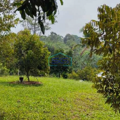 Dijual Tanah Luas + Kebun Duren Di Cijambe Kota Subang LT 90 Ha
