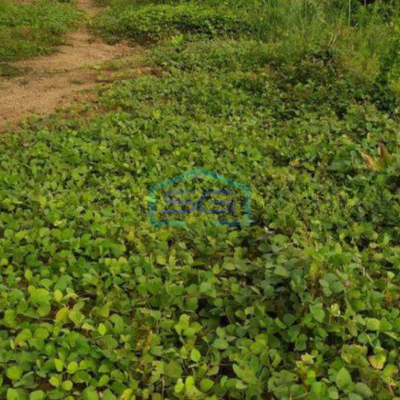 Dijual Kavling Luas Di Jonggol Bogor Jawa Barat