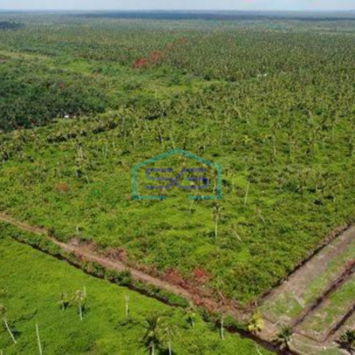 Dijual Tanah Perkebunan Sawit Kalimantan Barat Mempawah Tanah sawit 30 Hektar