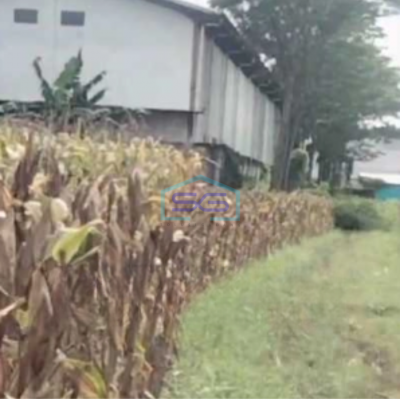 Dijual Tanah Strategis Industri Lokasi Karangawen Demak Luas 10 Hektar