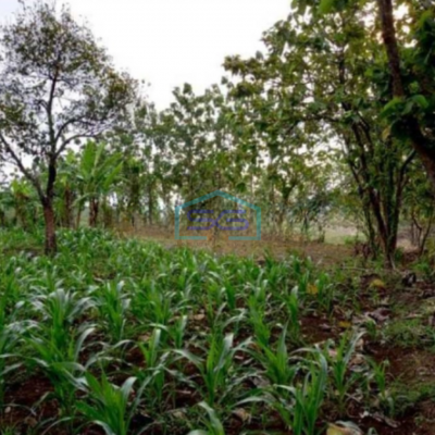 Dijual Tanah Industri Lokasi Sumberlawang Sragen Jawa Tengah Luas 65870m2