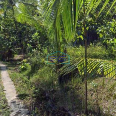 Dijual Tanah Pekarangan Lokasi Pengasih Yogyakarta Luas Tanah 50000m2